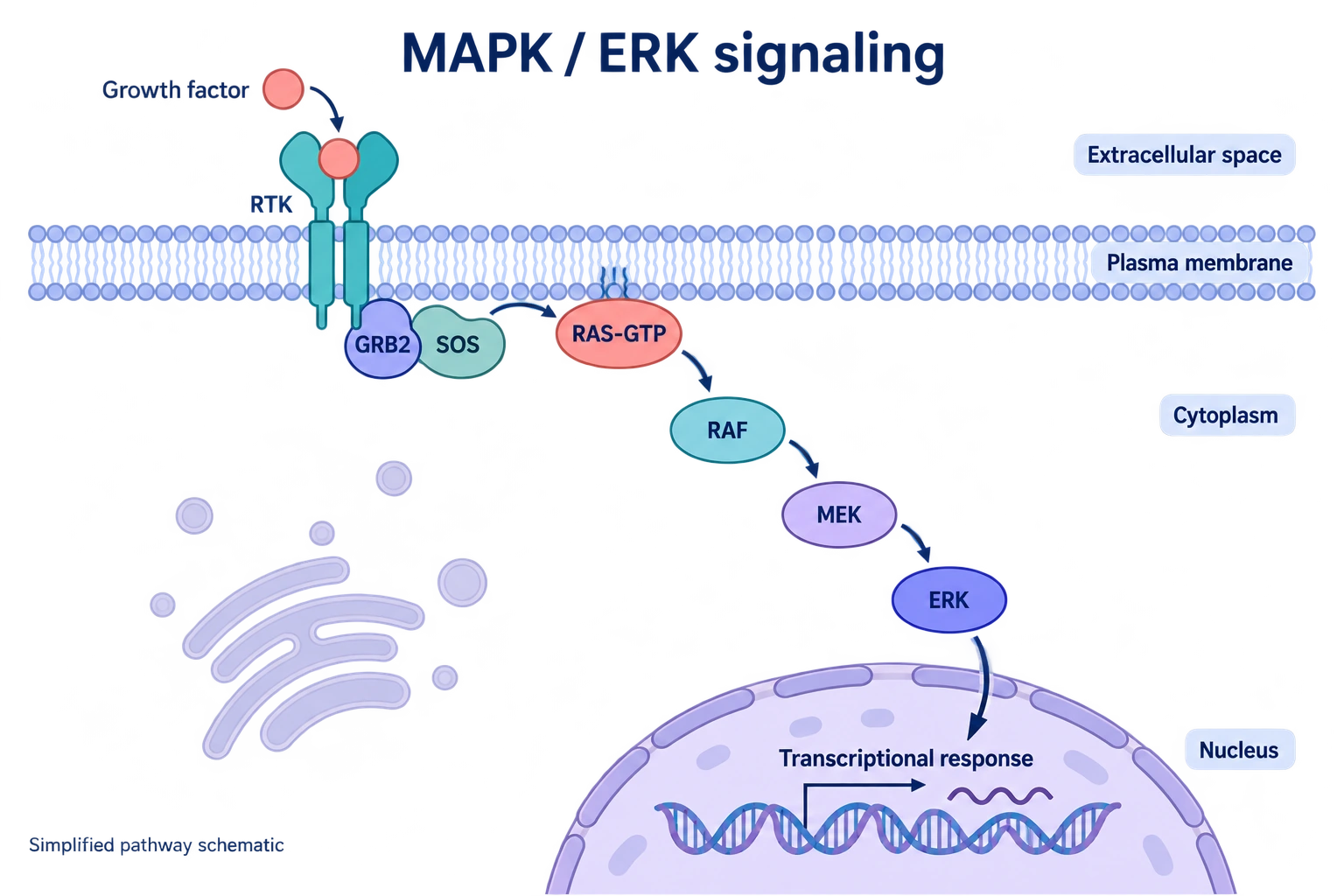 MAPK signaling · 2D schematic